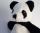 Kuscheltier Pandabär aus Bio-Baumwolle von Kallisto (vegan)