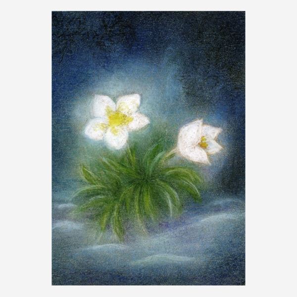 Postkarte „Christrose von Ruth Elsässer