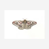 Postkarten Set „Schmetterlinge von Ode Desjardins