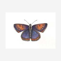 Postkarten Set „Schmetterlinge von Ode Desjardins 3
