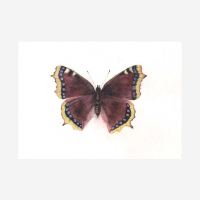 Postkarten Set „Schmetterlinge von Ode Desjardins 4