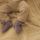 Babyschühchen BOOTIES von Hvid aus Merinowolle in lilac 6
