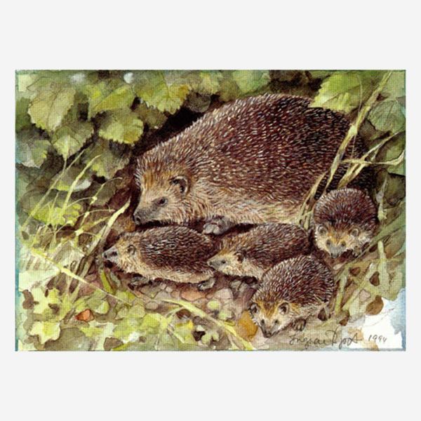 Postkarte „Igel mit Jungen“ von Ingvar Björk