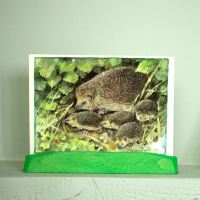 Postkarte „Igel mit Jungen“ von Ingvar Björk 2