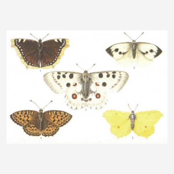 Postkarte „Schmetterlinge“ von Lars Klinting
