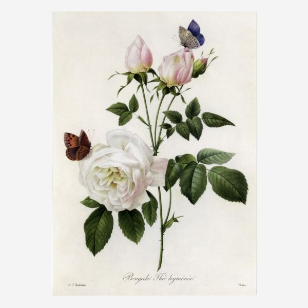 Postkarte „Rosa Bengale Thé hymenée“ von Pierre-Joseph Redouté