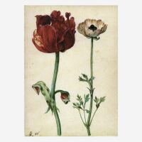 Postkarte „Tulpe und Gartenranunkel“ von...