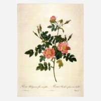 Postkarte „Rosa Rubiginosa“ von Pierre-Joseph...