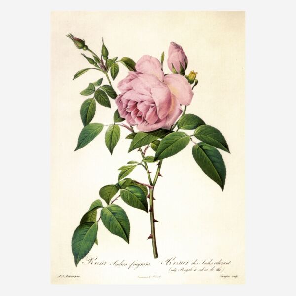 Postkarte „Rosa Indica fragrans" (Redouté)