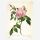 Postkarte „Rosa Indica fragrans" (Redouté)